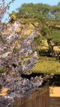 桜と緑御殿