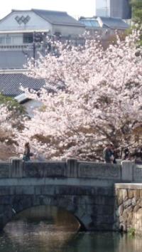 倉敷川の桜